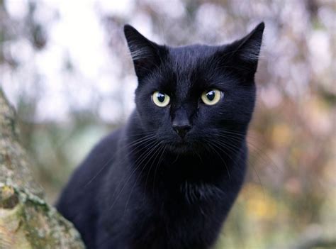 kara kediler ve hipertansiyon
